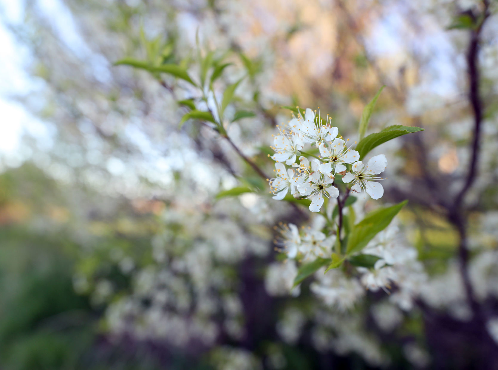 050820bp-plum-blossoms-2-lr